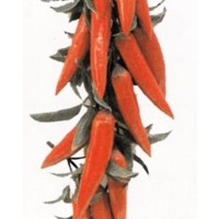 GUIRNALDA PIMIENTOS ROJOS...