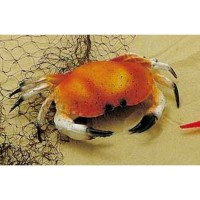 BUEY DE MAR PARA DECORACION