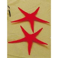 ESTRELA DO MAR PARA...