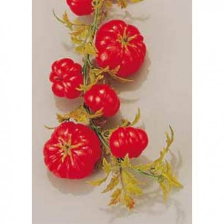 GUARDA DE TOMATES PARA DECORAÇÃO 200 cm