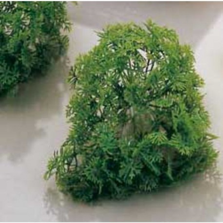 MANEIG 6 BRANQUES DE JULIVERT PER...